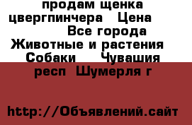 продам щенка цвергпинчера › Цена ­ 15 000 - Все города Животные и растения » Собаки   . Чувашия респ.,Шумерля г.